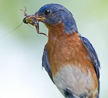 Last Brood of the Year by Bonnie T. Barry