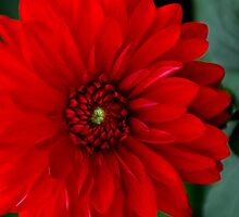 Red Passion by DavidROMAN