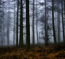 Misty Woods by Euan Christopher