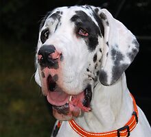 Great Dane by Marcin Retecki