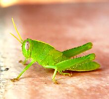 MR GREEN HOPPER by Squealia