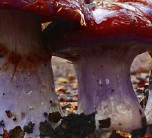 Mushroom stems up close and personal by myraj