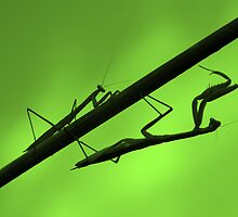 Stick Figures by Ann Rodriquez