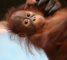 Precious by Sue Cullumber