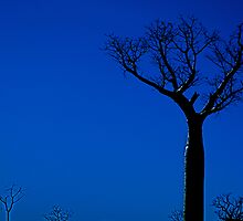 Boab Indigo by KimOZ