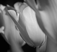 Three Tulips by EleandraSouza