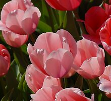 Tulips by EleandraSouza