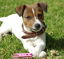 Patch the Puppy - "Cute" by Joanna Roser