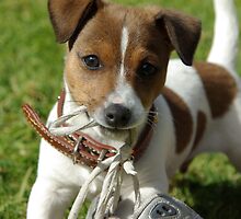 Patch the Puppy - "Caught in the act" by Joanna Roser