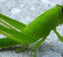 Solved By Glenda Remaklus, Exodus Chapter 10 ..Locust also Known as Short Horned by Heavenandus777