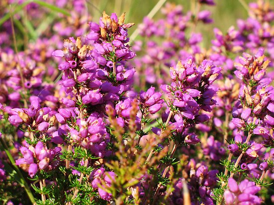 scots heather