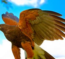 Harris Hawk Tonemapped by LarryGambon