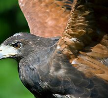 Harris Hawk by LarryGambon