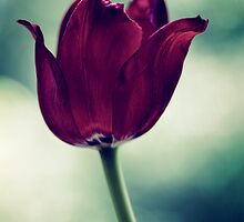 Kind words can be short and easy to speak but their echoes are truly endless by karenanderson