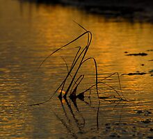 The Last Light by Andreas Mueller
