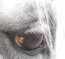 Gazer by Luann Gingras