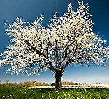 Single blossoming tree in spring. by peterwey