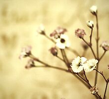 Chapter III by Cheryl S