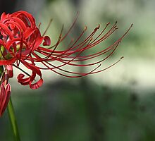 Red Spider Lily by Patricia Montgomery