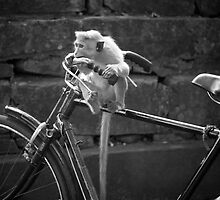 Monkey Bicycle Business by Jim Moore