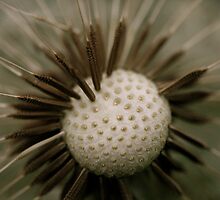 dandelion seeds by EdMc