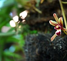 brown orchid by bayu harsa
