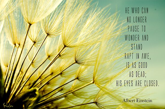 Dandelion Quotes And Sayings And Poems. QuotesGram