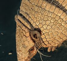Armadillo by heatherfriedman