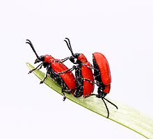 Twos company three is confusing! by Jacky Parker