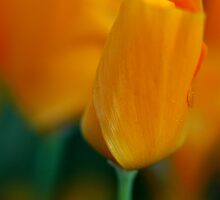 You and I by DavidROMAN