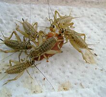 Crickets by Sheri Scherbarth