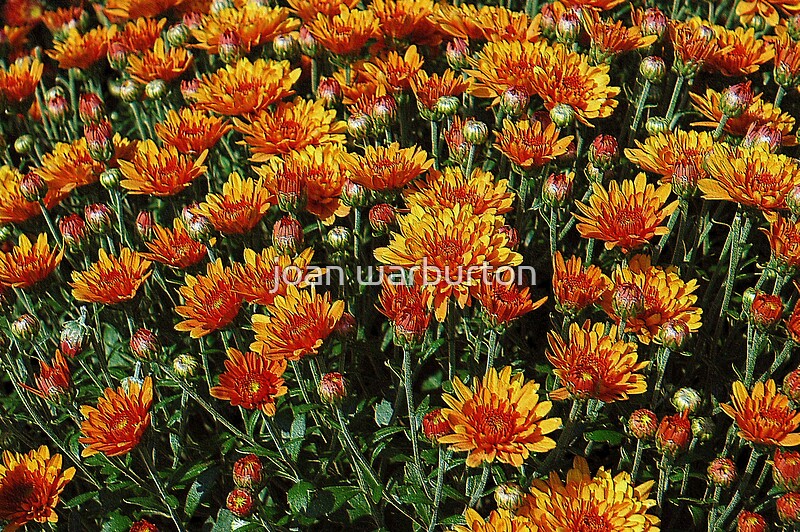 "Orange Mums" by joan warburton Redbubble