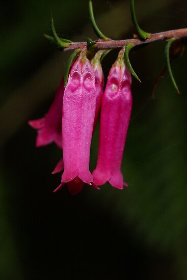Common Pink Heath