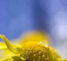 Sunny Monday Blues by Sandy Taylor Photography