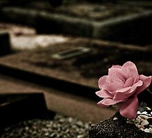 A Rose of Cloth by Mark German