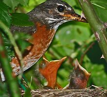 Feeding Time by Chet King