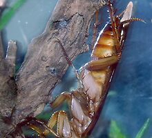 Jack the Cockroach by wildrider58