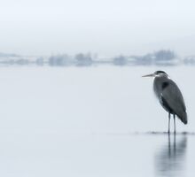 Quiet Serenity by Paul Tupman