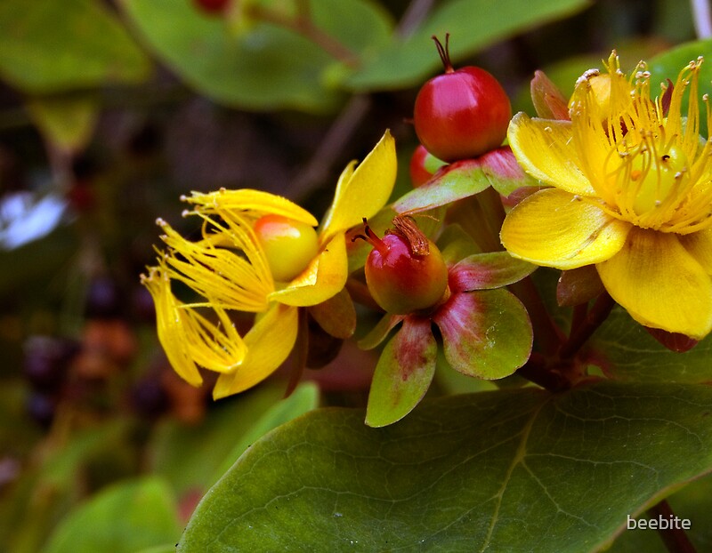 "yellow flowers and red berries" by beebite | Redbubble