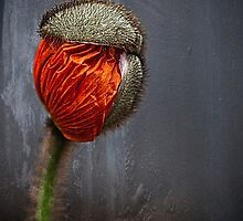 Out Of Darkness Grows Flowers by Jessica Manelis