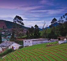 Nuwara Eliya - Sri Lanka by Adrian Rachele