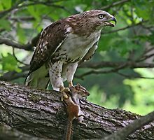 Guess Who's Coming To Dinner? by John Absher