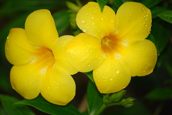 Tropical Beautiful Flowers