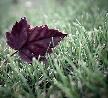 Fallen by Ann Rodriquez