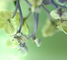 “Keep high aspirations, moderate expectations, and small needs” by SylviaCook