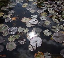 'Lily O Lily, My Lady of the Lake' by Mike O'Brien
