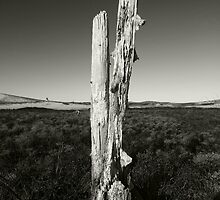 Life Ends. by capecodart