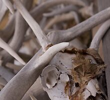Aged and Weathered by Ann Rodriquez
