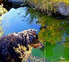Buddy asks, Mirror, Mirror on the Creek, Who is the Fairest Dog of All? by Edward Henzi