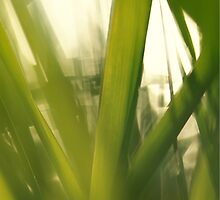 Grass abstract 1 by intensivelight
